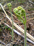 20080413-1.bmp