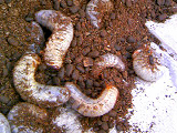 20081009-1.bmp