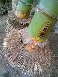 20080310-1.bmp