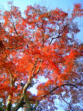 20081204-1.bmp